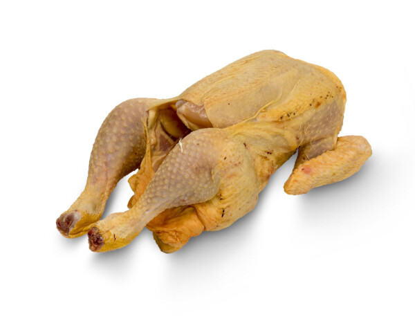 POLLASTRE PITUS